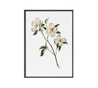Pintura de flores de plantas modernas, lilas, peonía, Redoute, campanillas, rosas, pintura decorativa, sala de estar, carteles de arte de pared rosa (Color : D, Size : 20x30cm No Frame)