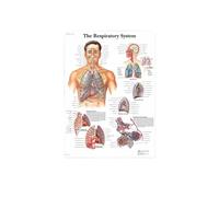 Pintura en lienzo de arte del sistema muscular anatomía humana, imagen corporal y decoración carteles educación medicina familiar, sin marco(18,60X80cm Unframed)