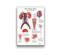 Pintura en lienzo de arte del sistema muscular anatomía humana, imagen corporal y decoración carteles educación medicina familiar, sin marco(23,40X50cm Unframed)