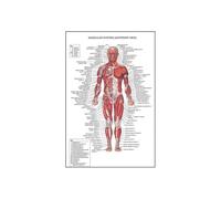 Pintura en lienzo de arte del sistema muscular anatomía humana, imagen corporal y decoración carteles educación medicina familiar, sin marco(26,70X100cm Unframed)