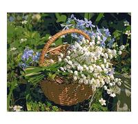 Pintura Por Números Para Adultos Principiantes Y Lirio De Los Valles En Una Canasta De Flores Kits De Pintura Acrílica Diy Pasatiempos Para Adultos Manualidades Mujeres Sobre Lienzo Ace 40x50cm