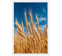 Pintura sobre lienzo Amarillo dorado Espigas de trigo Cielo decoración Paisaje natural de salón imagen en lienzo póster de pared para decoración de la sala de estar del hogar cuadro 60x40 cm sin marco