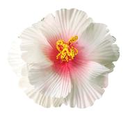 Pinza para el pelo, diseño de hibisco, diseño de bala para el pelo, decoración única