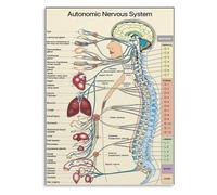 PIUHRKLEVD Educational Anatomy Metal Sign Autonomic Nervous System Chart Wall-Art Human Body Diagram for Doctor Office or Student Gift 8 X 12 in