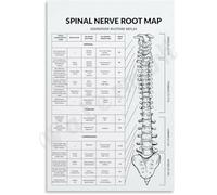 PIUHRKLEVD Spinal Cord Poster Nerve Root Dermatome Myotome Anatomy | Visual correlation between disc herniation sites and expected symptom patterns(Unframed,08x12inch(20x30cm))