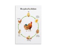 PKNVKZIDK Life Cycle of a Chicken Wall-Art, Watercolor Animal Biology for Room, Educational Nursery Decor Canvas Painting for Farmhouse Living Room Framed,16x24inch(40x60cm)
