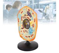 PLABNK Modelo de células Animales 3D, Modelo de anatomía de células Animales Desmontable, Modelo de anatomía de Estructura de células Animales de operación Simple para enseñanza biológica,Natural