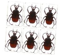 PLAFOPE 6 piezas Insectos con Escarabajo Araña y Escorpión Figuras Artesanales Duraderas para Decoración Científica y Colecciones Educativas