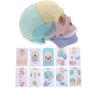 PLAFOPE Diseño Desmontable de Humano Desmontable y Plástico Resistente para de Anatomía para Enseñanza y Aprendizaje