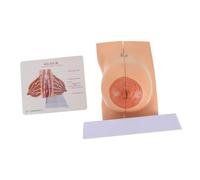 PLAFOPE Modelo Anatómico Femenino de Mama para Enseñanza Médica Display Educativo Detallado del Pecho Humano Herramienta Práctica para Formación Lactancia y Anatomía Femenina