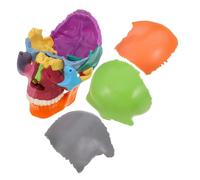 PLAFOPE Modelo De Cráneo Humano Didáctico Desmontable, Colorido, Material Plástico, Modelo Anatómico Del Cerebro Para Estudio De Anatomía y Formación Médica