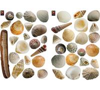 Plage Decoración Adhesiva Conchas, Vinilo, Multicolor, 21x3x29.6 cm