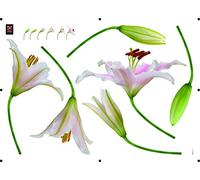 Plage Decoración Mural Adhesiva con Diseño Lirio Abriéndose, Vinilo, Multicolor, 48x3x68 cm