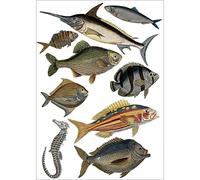 Plage Decoración Mural Adhesiva con Diseño Peces, Vinilo, Multicolor, 48x68 cm