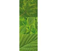 Plage Feuillage-Tríptico Hojas Decoración Adhesiva, Vinilo, Verde, 24x3x68 cm