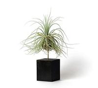 PLANDAIRE Plantas de Interior para Decorar la Oficina Escritorio Estudio fáciles de cuidar Tillandsia Magnusiana (Soporte Incluido) (Negro)