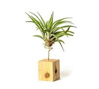 PLANDAIRE Plantas de Interior para Decorar la Oficina Escritorio Estudio fáciles de cuidar Tillandsia Velutina (Soporte Incluido) (Pino)