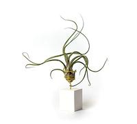 PLANDAIRE Plantas de Interior para Decorar la Oficina Escritorio Estudio fáciles de cuidar Tillandsia pseudobaileyi (Soporte Incluido) (Blanco)