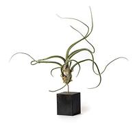 PLANDAIRE Plantas de Interior para Decorar la Oficina Escritorio Estudio fáciles de cuidar Tillandsia pseudobaileyi (Soporte Incluido) (Negro)