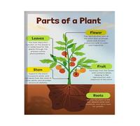 Plant Anatomy Poster Biology Classroom Decor Parts of a Plant Science Educational Wall Art for School Teachers Homeschool Learning(Unframed,08X12inch(20X30cm))