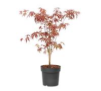 Plant in a Box - Acer palmatum 'Atropurpureum' - Arce japonés - Maceta 19cm - Altura 60-70cm