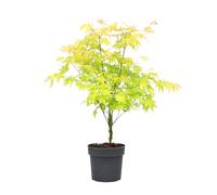 Plant in a Box - Acer palmatum 'Orange Dream' - Arce japonés resistente al invierno - Maceta 19cm - Altura 60-70cm
