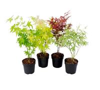 Plant in a Box - Arces japoneses resistentes al invierno - Set de 4 - Acer palmatum 'Atropurpureum', 'Going Green', 'Orange Dream', 'Butterfly' - Maceta 10,5cm - Altura 25-40cm
