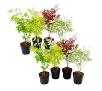 Plant in a Box - Arces japoneses resistentes al invierno - Set de 8 - Acer palmatum 'Atropurpureum', 'Going Green', 'Orange Dream', 'Butterfly' - Maceta 10,5cm - Altura 25-40cm