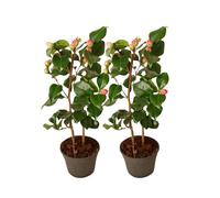 Plant in a Box - Camellia japonica "Dr. King" - Set de 2 - Rosa japonesa - Planta de camelia resistente - Maceta 15cm - Altura 50-60cm