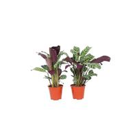 Plant in a Box - Ctenanthe Burle-Marxii - Set de 2 - Plantas de interior - Maceta 12cm - Altura 25-40cm