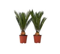 Plant in a Box - Cycas Revoluta - Set de 2 - Palmera helecho - Maceta 15cm - Altura 45-60cm