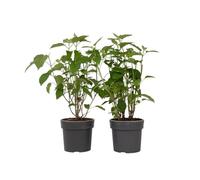 Plant in a Box - Hortensia Strong Annabelle - Set de 2 - Hortensia - Arbusto Deciduo Fuerte y Resistente al Invierno - Maceta 19cm - Altura 30-40cm