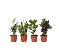 Plant in a Box - Set de 4 plantas de interior 'Easy Care' - Muy poco mantenimiento - Maceta 12cm - Altura 25-40cm - Sansevieria, Chamaedorea, Ctenanthe, Clusia
