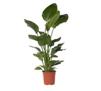 Plant in a Box - XXL Strelitzia Nicolai - Planta grande de interior - Planta de ave del paraíso - Maceta 28cm - Altura 150-170cm