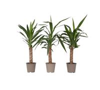 Plant in a Box - Yucca Elephantipes - Set de 3 - Planta de interior - Maceta 21cm - Altura 80-100cm
