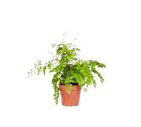 Planta Adiantum o Cabello de Venus Natural una Fuente de Aire Fresco y Natural