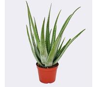Planta Aloe Barbadensis Natural 1 Suculenta Aloe Vera Resisitente a la sequia y Fácil de Cuidar en maceta de 8,5cm pequeña
