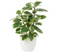 Planta Artificial de Camelia, Planta Falsa en Maceta, Plantas Artificiales de Camelia en Maceta para decoración del hogar, Oficina, Plantas de Mesa, Camelia, bonsái