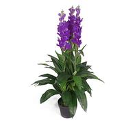 Planta Artificial de orquídea de cimbidio, 100 cm, diseño de Maceta, Color Negro, Morado, 100 cm