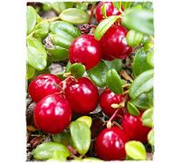 Planta de arándano rojo americano de fruta gigante 'Pilgrim' en maceta Ø 14 cm H 20/30 cm