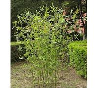 Planta de bambú artificial realista, bambú sintético verde exuberante para decoración de interiores y exteriores, perfecta para privacidad, hogar, jardín, boda y decoración de eventos