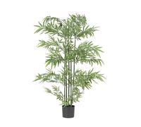 Planta de bambú C-Pot H150