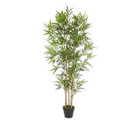 Planta de bambú C-Pot H155Cm