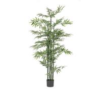 Planta de bambú C-Pot H190