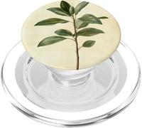 Planta de Caucho Planta de ilustración científica Vintage PopSockets PopGrip para MagSafe