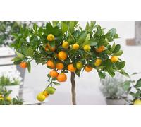 Planta de cítrico Calamondín limón o Kumquat: Citrus Calamondín / 2