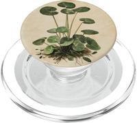 Planta De Dinero Chino Vintage Ilustración Científic PopSockets PopGrip para MagSafe