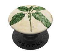 Planta de ilustración científica Vintage de filodendro PopSockets PopGrip Adhesivo