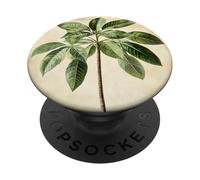 Planta de ilustración científica vintage del árbol del dinero PopSockets PopGrip Adhesivo