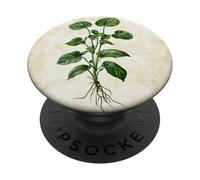 Planta de ilustración científica Vintage Peperomia PopSockets PopGrip Adhesivo